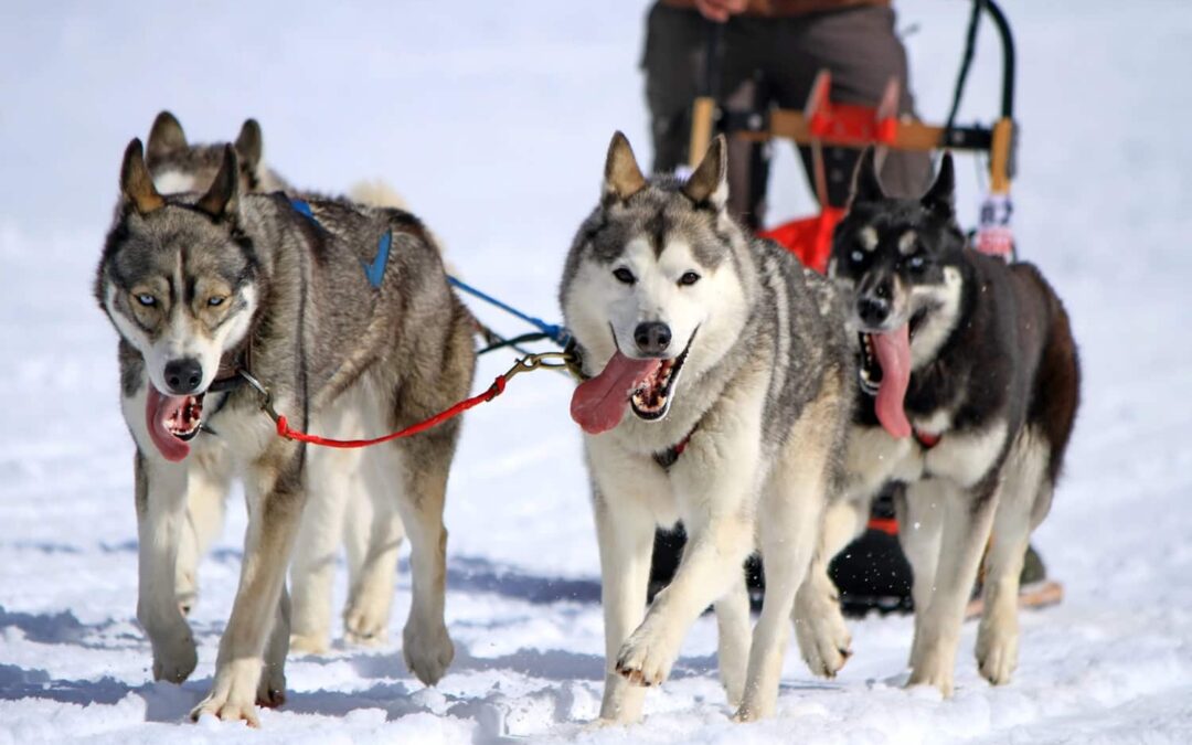🇨🇦​ Traineaux à chiens
