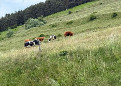 Voyage sur mesure en Alsace : Vaches broutant l'herbe verte à proximité du "Collet du Linge" — plus rarement appelé col du Linge.