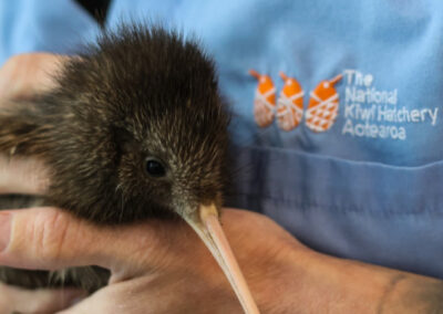 Voyage sur mesure en Nouvelle-Zélande : Un kiwi dans les bras d'un soigneur (National Kiwi Hatchery Ngongotahā, Rotorua)