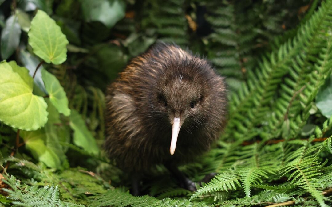 🇳🇿​ Ecloserie de Kiwi –  Rotorua