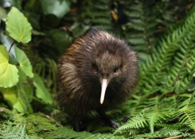 Voyage incentive en Nouvelle-Zélande : Kiwi brun de Nouvelle-Zélande dans la forêt de fougères.