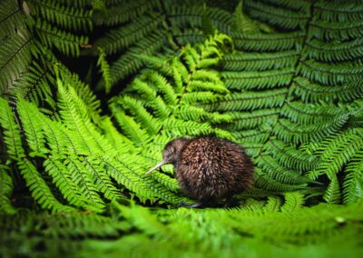 Voyage Nouvelle-Zélande en famille : Kiwi de Nouvelle-Zélande sur un lit de fougères