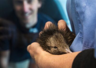 Voyage incentive en Nouvelle-Zélande : Un kiwi à l'état juvénile dans les bras d'un soigneur, avec un visiteur souriant en arrière-plan (National Kiwi Hatchery Ngongotahā, Rotorua)