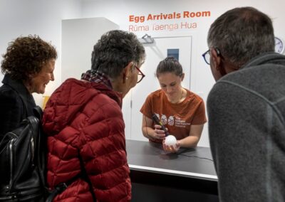 Voyage incentive en Nouvelle-Zélande : Des visiteurs observant l'arrivée d'œufs de kiwi dans une salle dédiée à leur incubation (National Kiwi Hatchery Rotorua)