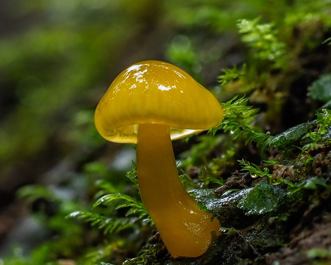 Voyage en famille en Nouvelle-Zélande : Champignon jaune (Gloioxanthomyces chromolimoneus) émergeant après la pluie dans les sous-bois du sanctuaire Zealandia Wellington
