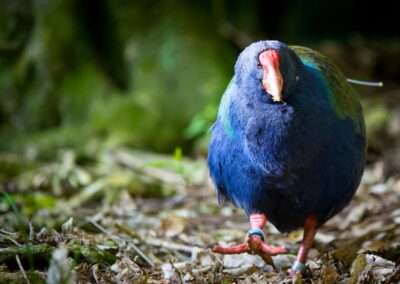 Voyage en famille en Nouvelle Zélande : Takahé de couleur bleu avec un bec rouge, l’ancêtre primitif de la poule d’eau marchant au sanctuaire Zealandia Wellington