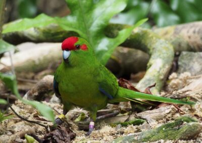 Learning-trip en Nouvelle-Zélande : La Perruche de Sparrman ou Kakariki à front rouge (Cyanoramphus novaezelandiae) au sanctuaire Zealandia Wellington