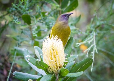 Séminaire en Nouvelle-Zélande : Le Méliphage carillonneur (Anthornis melanura) est une espèce de passereau, dans le sanctuaire Zealandia Wellington
