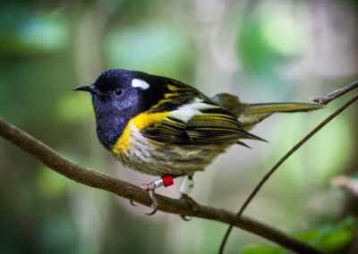 Learning-trip en Nouvelle-Zélande : Le Hihi (maori) - Notiomystis cincta perché su rune branche, anciennement connu en tant que Méliphage hihi, dans le parc de Zealandia Wellington