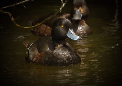 Voyage en famille en Nouvelle-Zélande : Le Fuligule milouinan de Nouvelle-Zélande ( Aythya novaeseelandiae ), également connu sous le nom de sarcelle noire à Zealandia Wellington