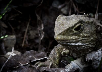 Learning-trip en Nouvelle-Zélande : reptile Tuatara (Sphenodon punctatus) dans les sous-bois de Zealandia Wellington
