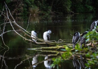 Voyage en famille en Nouvelle Zélande : Le cormoran noir et blanc ou cormoran huppé noir et blanc ou kavaupaka sur la rivière du sanctuaire de Zealandia Wellington