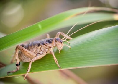 Learning-trip en Nouvelle-Zélande : Weta à Zealandia Wellington, insecte géant endémique de Nouvelle-Zélande