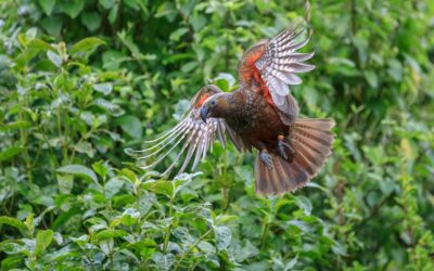 🇳🇿​ Zealandia Wellington