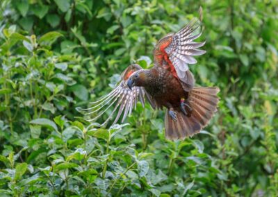Séminaire en Nouvelle-Zélande : Le KAKA est un nestor superbe est un grand perroquet de forêt de Zealandia Wellington