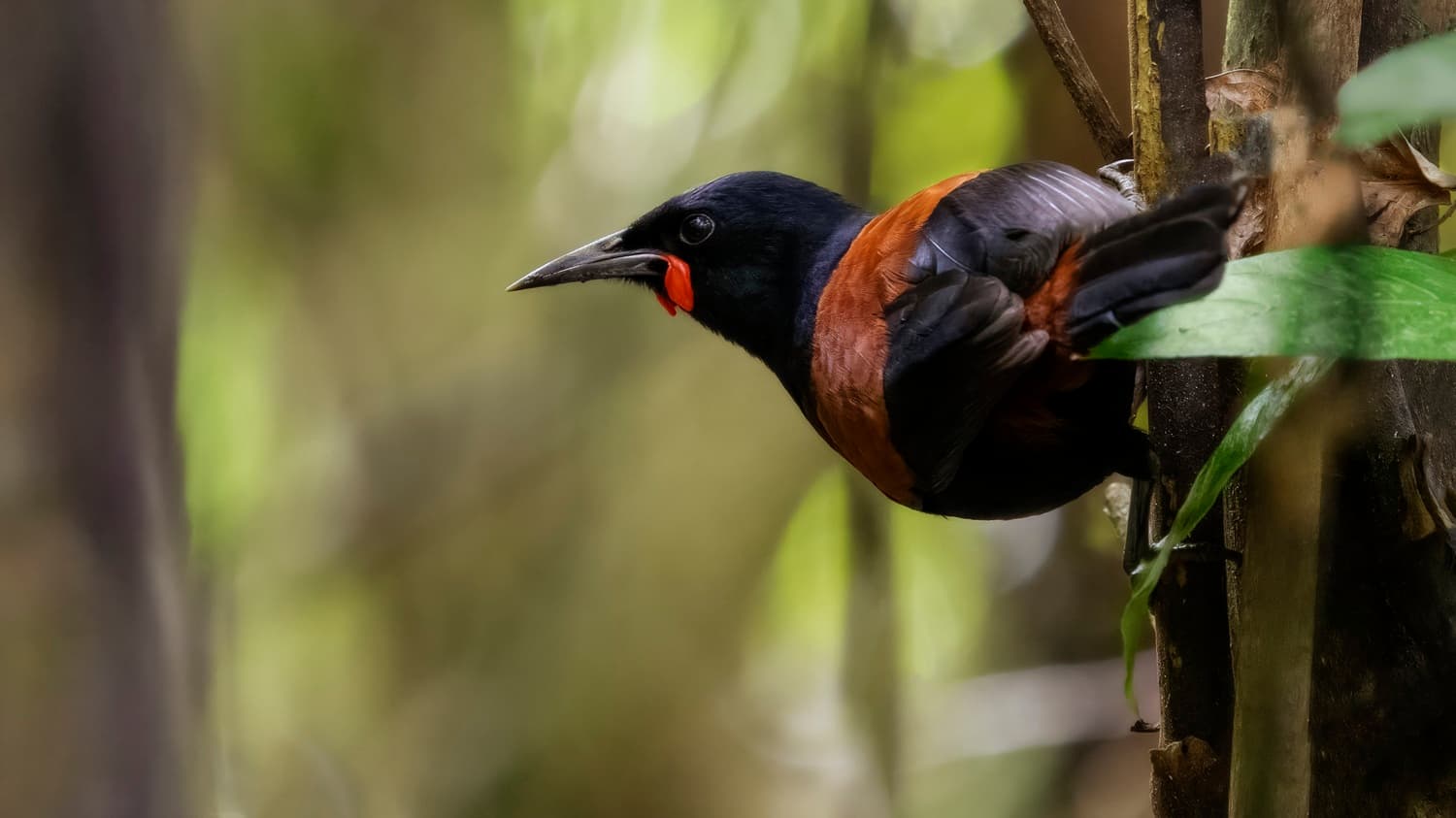 Voyage en famille en Nouvelle Zélande : Le Créadion rounoir ou "tieke" (en māori) au sanctuaire de Zealandia Wellington