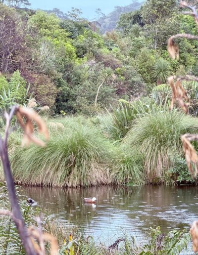 Voyage en famille en Nouvelle-Zélande : Cours d'eau et végétations luxuriantes du sanctuaire Zealandia Wellington