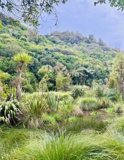 Séminaire en Nouvelle-Zélande : Colline et végétations luxuriantes du sanctuaire Zealandia Wellington