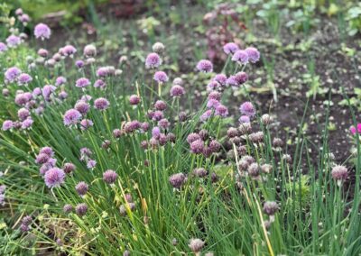 Voyage en famille dans les Vosges : Fleur appelée Allium schoenoprasum. Cette ciboulette, est une vivace bulbeuse aux feuilles aromatiques et aux fleurs mauves décoratives