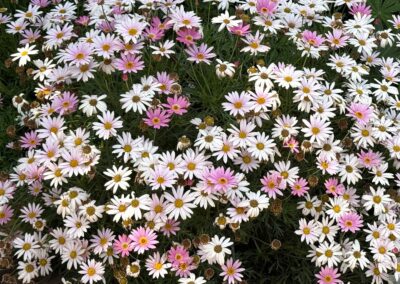 Voyage professionnel pour paysagistes en Californie : Massif de marguerites (Leucanthemum) blanches et roses au Sherman Garden à Corona Del Mar.