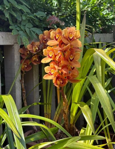 Voyage sur mesure en Californie : Orchidée Cymbidium orange en pleine floraison au Sherman Library & Gardens à Corona del Mar, Californie.