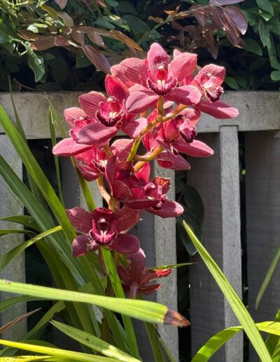 Learning-trip architecte en Californie : Orchidée Cymbidium rouge en fleurs au Sherman Library & Gardens en Californie