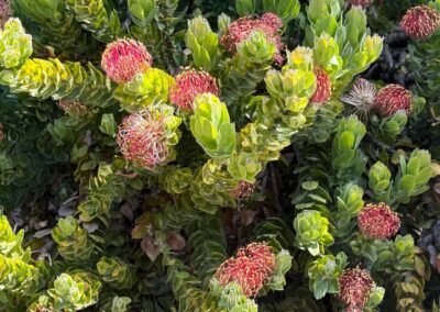 Voyage sur mesure pour botanistes en Californie : Plantes de type Protea ou Leucadendron en fleurs au Sherman Garden de Corona del Mar, Californie.