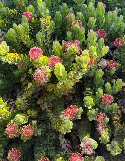 Voyage sur mesure pour botanistes en Californie : Plantes de type Protea ou Leucadendron en fleurs au Sherman Garden de Corona del Mar, Californie.