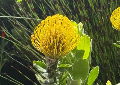 Voyage sur mesure en Californie : Fleur jaune de Leucospermum cordifolium au Sherman Library & Gardens en Californie.