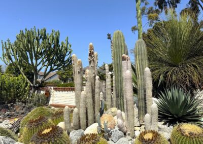 Voyage professionnel pour paysagistes en Californie : Cactus colonnaires du désert, dont des Espostoa lanata à texture laineuse, dans le jardin botanique Sherman Library & Gardens en Californie.