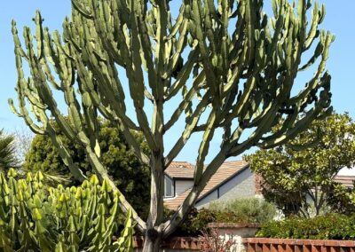 Voyage sur mesure en Californie : Grand Euphorbia ingens en forme de candélabre dans le jardin du Sherman Library & Gardens en Californie.