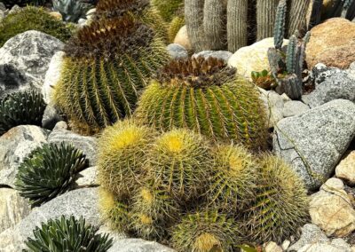 Learning-trip architecte en Californie : Cactus golden barrel Echinocactus grusonii entourés de roches au Sherman Library & Gardens en Californie.