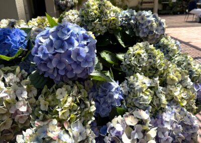 Learning-trip paysagistes en Californie : Un groupe de fleurs d'hortensia (Hydrangeas) bleu et vert au Sherman Library & Garden, Corona del Mar.