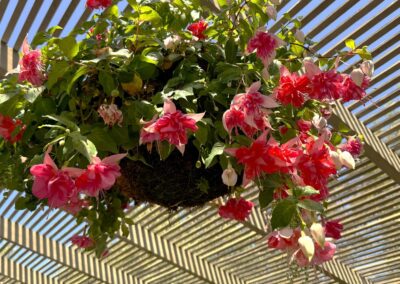 Voyage professionnel pour paysagistes en Californie : Fleurs de fuchsia suspendues dans un panier au Sherman Library & Garden, Corona del Mar, Californie.