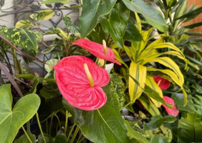 Voyage sur mesure en Californie : Fleurs d'Anthurium rouge vif au Sherman Library & Garden, Corona del Mar, Californie.
