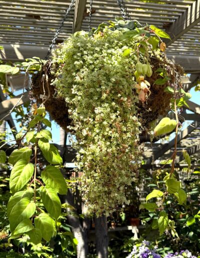Voyage sur mesure pour botanistes en Californie : Ceropegia ou Nepenthes suspendue au Sherman Garden à Corona Del Mar.