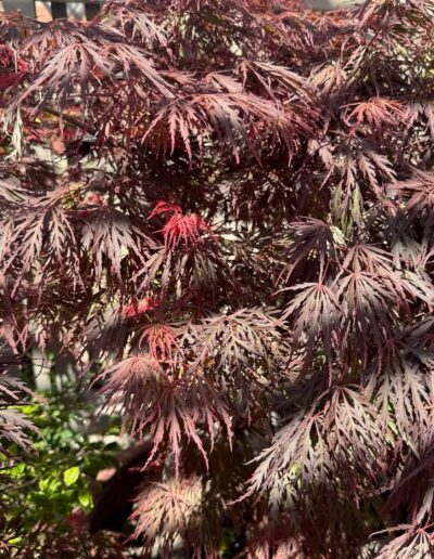 Learning-trip paysagistes en Californie : Feuillage rouge vif de l'érable japonais au Sherman Garden, créant une texture délicate et colorée.