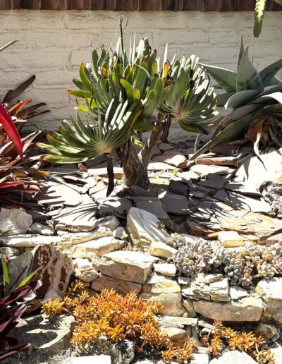 Learning-trip paysagistes en Californie : Agave et succulentes (Crassula et Aeonium) dans le jardin Sherman.