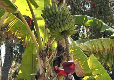Voyage sur mesure pour botanistes en Californie : Bananier (Musa sp.) de la famille des Musaceae dans le jardin Sherman à Corona del Mar.