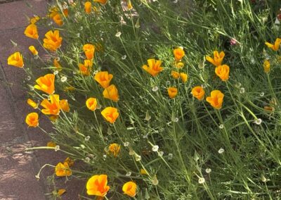 Voyage sur mesure pour botanistes en Californie : Fleurs de pavot de Californie (Eschscholzia californica) dans le jardin de Sherman à Corona Del Mar, Californie.