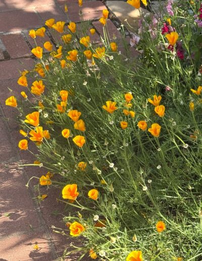Voyage sur mesure pour botanistes en Californie : Fleurs de pavot de Californie (Eschscholzia californica) dans le jardin de Sherman à Corona Del Mar, Californie.