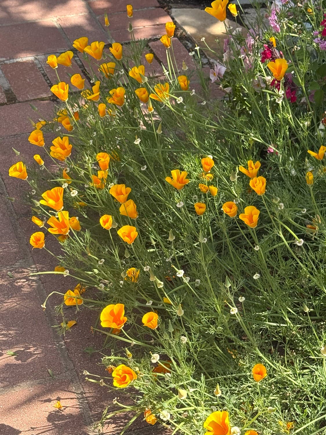 Voyage sur mesure pour botanistes en Californie : Fleurs de pavot de Californie (Eschscholzia californica) dans le jardin de Sherman à Corona Del Mar, Californie.