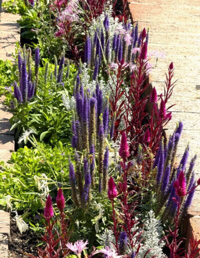 Voyage sur mesure pour botanistes en Californie : Massif de fleurs colorées avec des touches de violet et de rose au Sherman Garden.