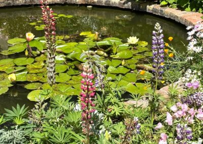 Voyage sur mesure en Californie : Lupins (Lupinus) en fleurs près d'un étang avec des nénuphars (Nymphaea) au Sherman Garden de Corona Del Mar.