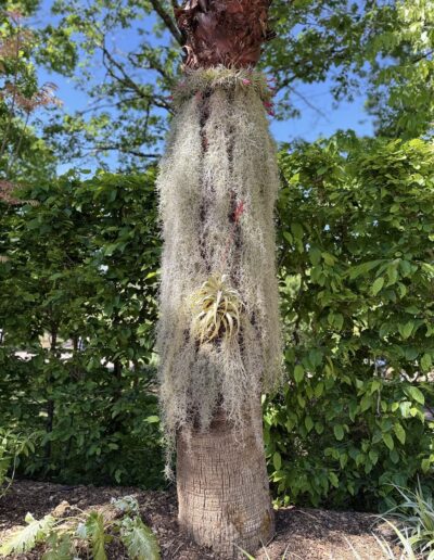 Weekend sur mesure en Touraine : Les Tillandsia sont suspendus ou posés sur les branches du jardin d’Avatar (Festival international des jardins de 2026)