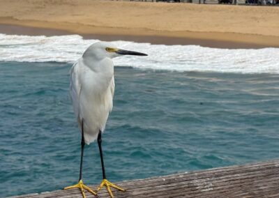 Voyage hors des sentiers battus en Californie : Aigrette neigeuse sur le ponton de la plage (Presqu’île de Balboa – Newport Beach)