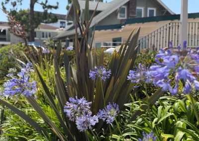 Séminaire à Los Angeles : Agapanthe d'Afrique sur l’ile de Balboa (Newport Beach)