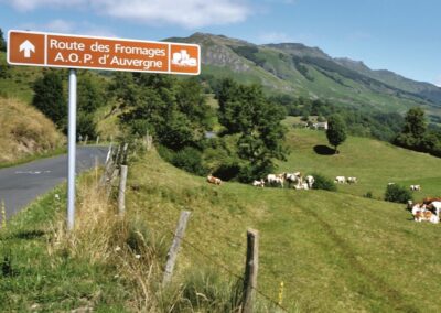 Escapade entre amis en Auvergne : Panneau marron « Route des Fromages A.O.P. d'Auvergne » au bord d'une route en montagne avec vaches au pâturage.