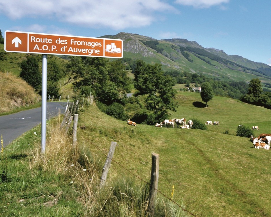 Escapade entre amis en Auvergne : Panneau marron « Route des Fromages A.O.P. d'Auvergne » au bord d'une route en montagne avec vaches au pâturage.