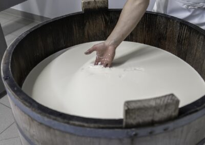 Découverte gastronomique en Auvergne : Main plongée dans le lait caillant en cuve de bois, vérification de la prise du caillé lors de la fabrication d'un fromage AOP d'Auvergne.